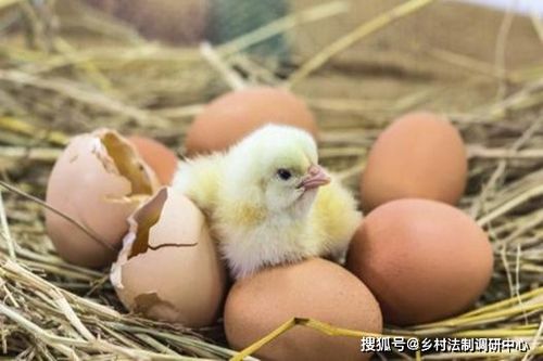 孵化影响雏鸡的品质