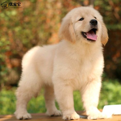 优宠它活体金毛犬幼犬出售纯种双血统金毛犬宠物狗狗大型黄金猎犬枫叶
