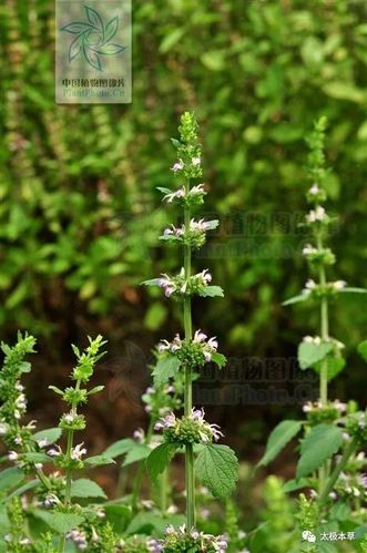 防风草祛风湿能治中风口眼歪斜风湿痹痛