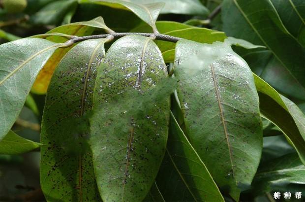 什么是荔枝霜疫霉病,如何防治?附图片