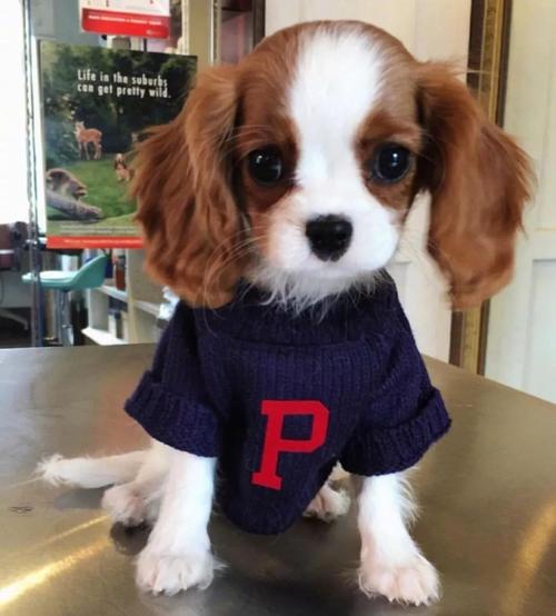 每日一犬 · 查尔斯王骑士猎犬