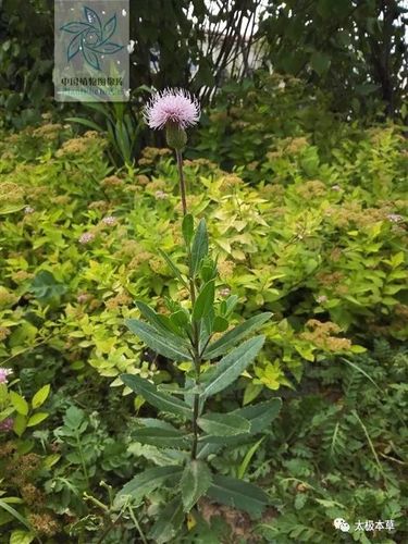 刺儿菜,见过吗?全草凉血止血,祛瘀消肿;根茎可用于肝炎