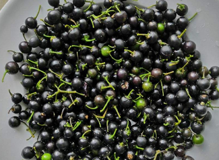 农村一种野葡萄,80后把它当水果吃,如今20元1斤,8月正当季_手机搜狐网