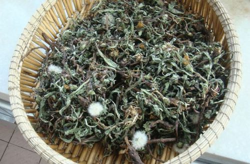 坚持喝蒲公英泡水有何益处蒲公英泡水喝的禁忌你知道多少