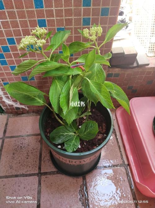 绣球叶子总是卷的_家装_家居_家居装饰_家居家装_家居