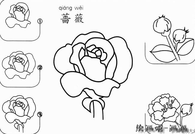 蔷薇花怎么画简笔画步骤