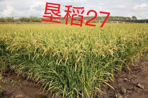 玉杰种子2019优选新品种 垦稻27