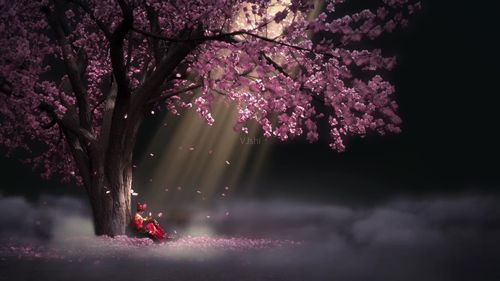 樱花树下孤独的武士