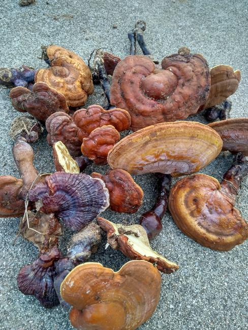 树林地种植半野生灵芝