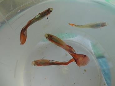 孔雀鱼生的什么病呀,第一个图上面那条尾巴不伸展,有点尖.