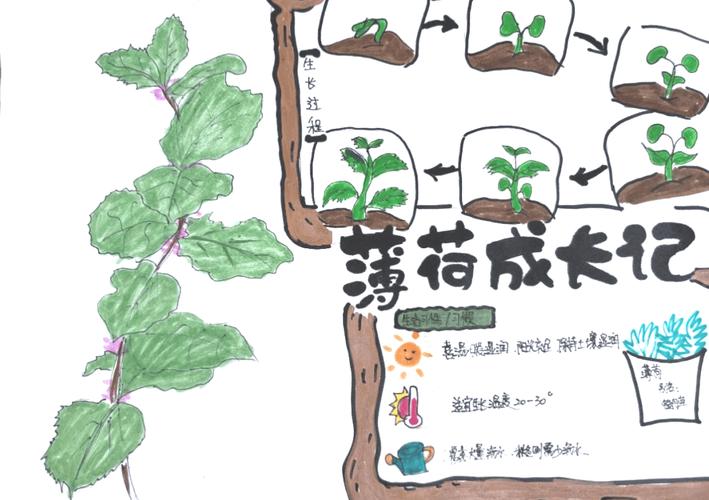 修武县韩愈小学劳动基地成果展示