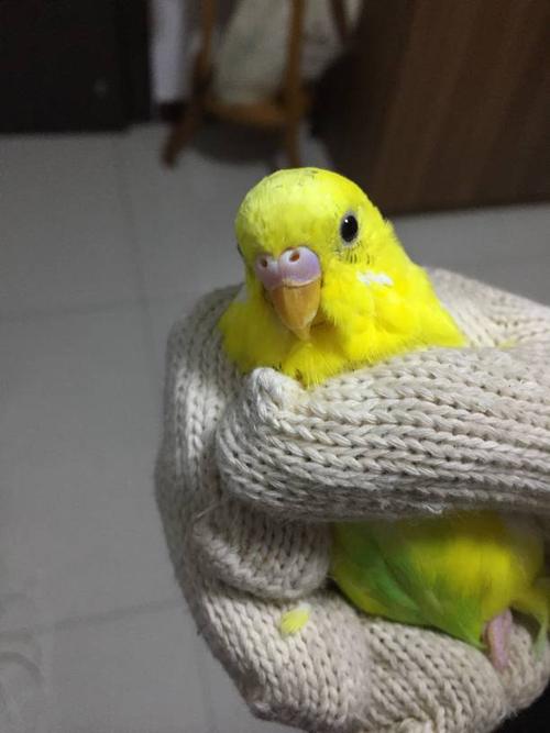 隐派虎皮鹦鹉如何分公母?