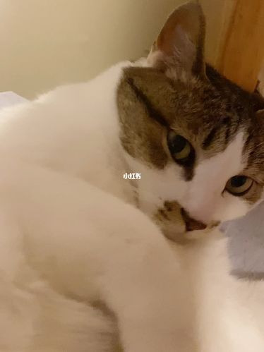 一个短小精悍的喵喵叫视频_猫咪_猫咪日常_宠物_猫_晒