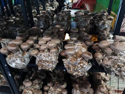 香菇菌种七河菌棒在家就能吃鲜菇限量发售欲购从速