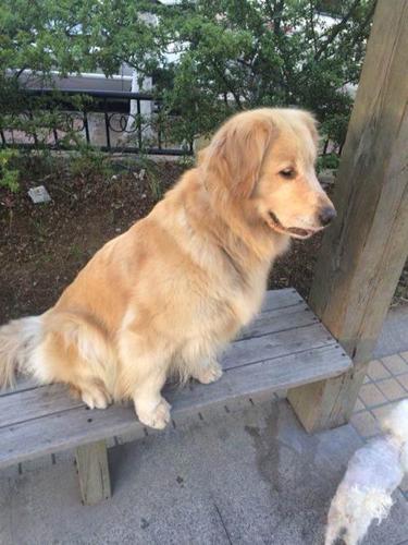 纯种英系金毛,大头