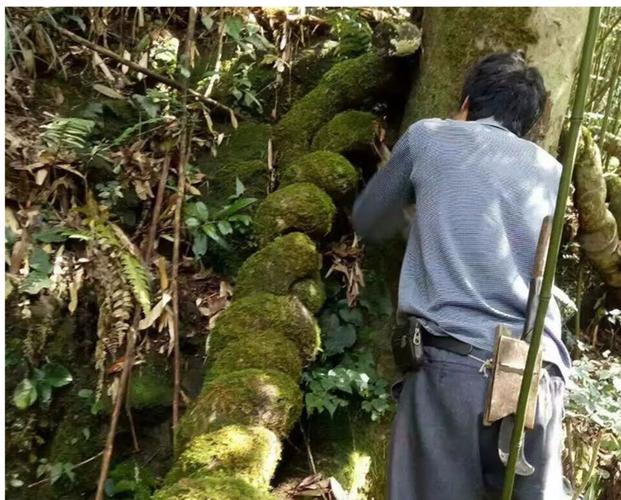 野生草苁蓉广西金秀大瑶山不老草顶天柱回春草煲汤泡茶泡酒料250g_7折