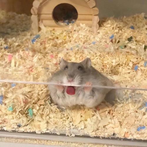 小动物头像小仓鼠头像可爱