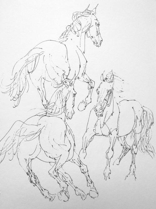 马的线描习作