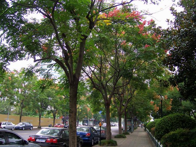 栾树之街景(1)
