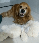 加班太忙忘记回家喂狗,晚上再见时金毛怒了,气到龇牙!