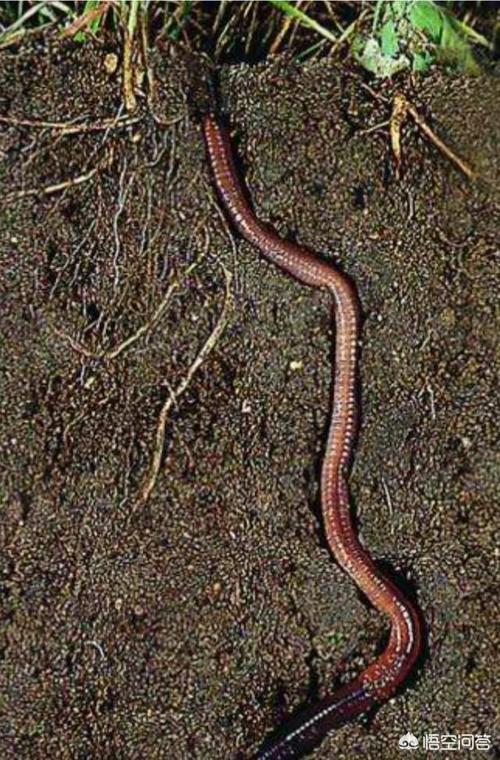 蚯蚓喜欢潮湿的环境,太干燥或水太多都不适应它的生存,这是因为蚯蚓