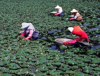 如何采摘菱角?菱角是长在植物的哪个部位?如何排列?