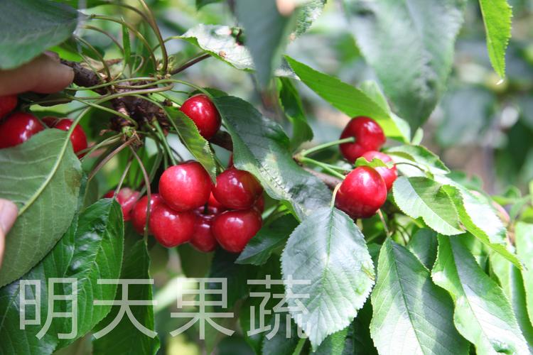 预售樱桃烟台大樱桃香甜多汁山泉水灌溉无公害