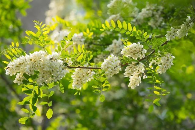 洋槐花竟有这么神奇的功效,千万别错过