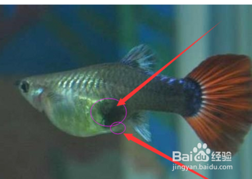 孔雀鱼生小鱼前兆图解