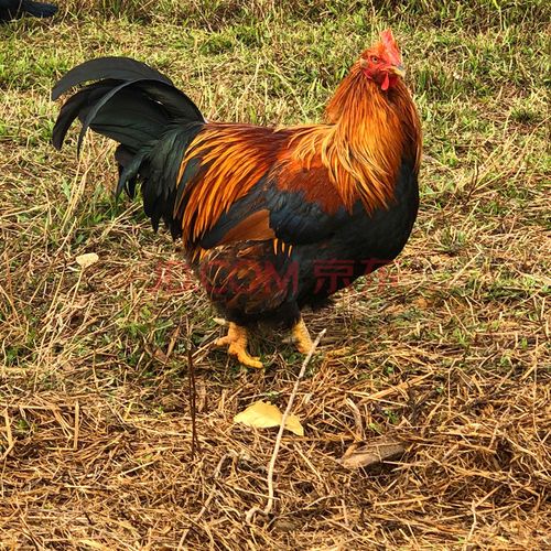 新鲜现杀正宗农家散养走地土鸡大阉鸡扇线鸡三黄老母鸡清远麻鸡项 轩