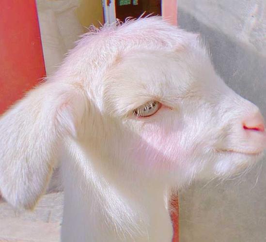 表情包可爱小羊