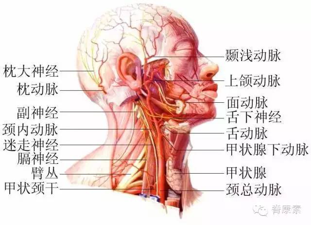 全身健康"主干道"