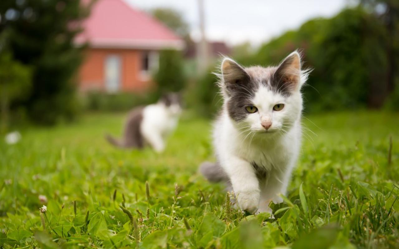 可爱软萌的猫咪高清图片桌面壁纸