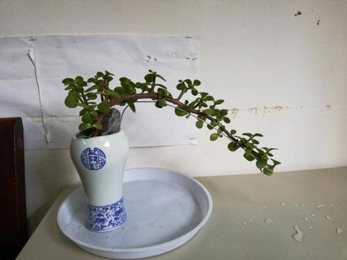 金枝玉叶盆景 乱糟糟的金枝玉叶盆景,剃头换个发型以后,朋友们都抢着
