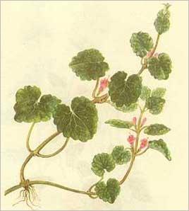 qián cǎo【英文名】longtube ground ivy herb【别名】金钱草,大叶