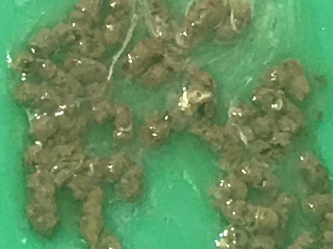 两只鸽子拉的水便?