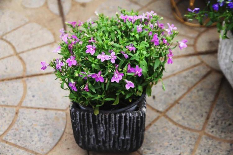 秋季种棵六倍利很快就开花花朵撑破盆