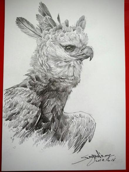中午练习,harpy eagle,6b铅笔,纸上