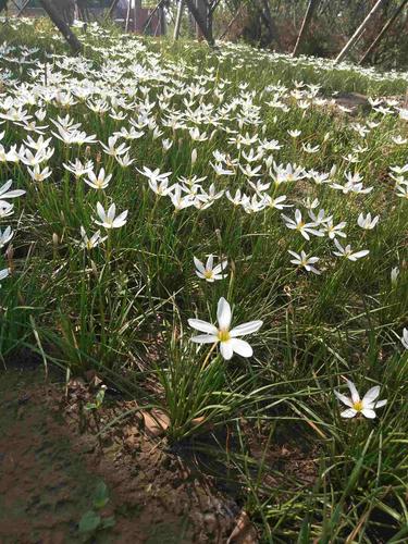 秋,夏一路葳蕤朝你而来