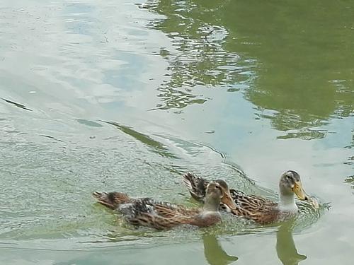 想起刘三姐唱的"黄毛鸭子刚下河".