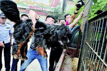 ktv楼顶偷养7只藏獒