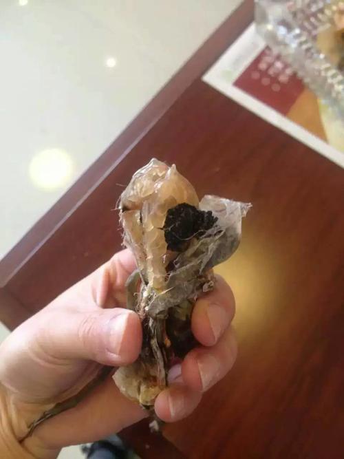 批发长白山雪蛤,东北林蛙,蛤蟆油,抗衰驻颜 500g一盒包邮