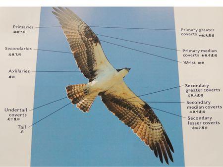 谁有鸟类身体各部位解析图?急用急用!