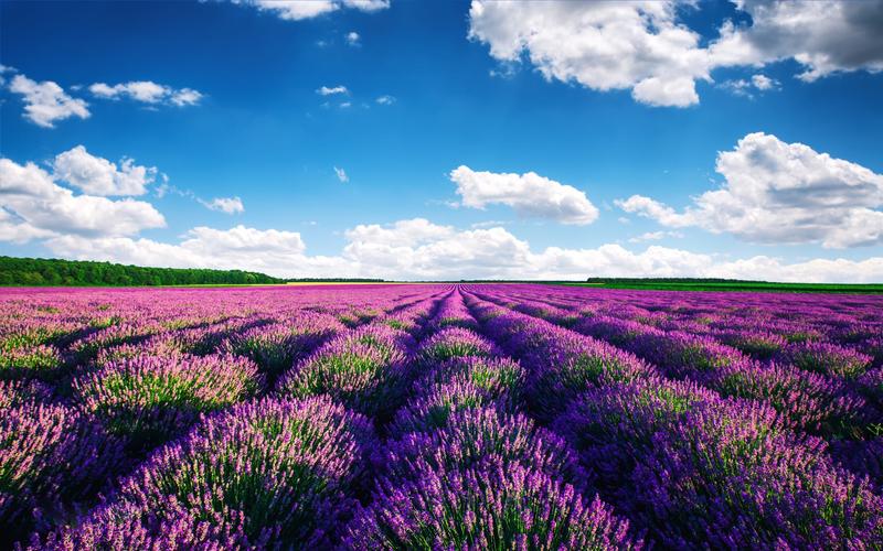 唯美的薰衣草花海壁纸图片