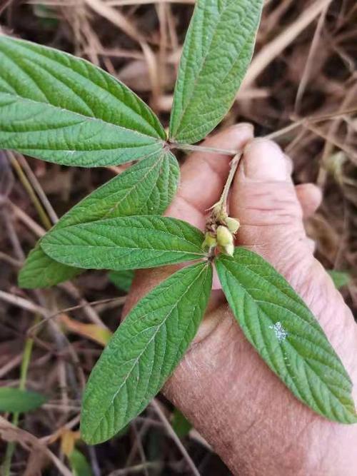 精选千斤拔中药材新鲜无硫货原充足欢迎下单选购