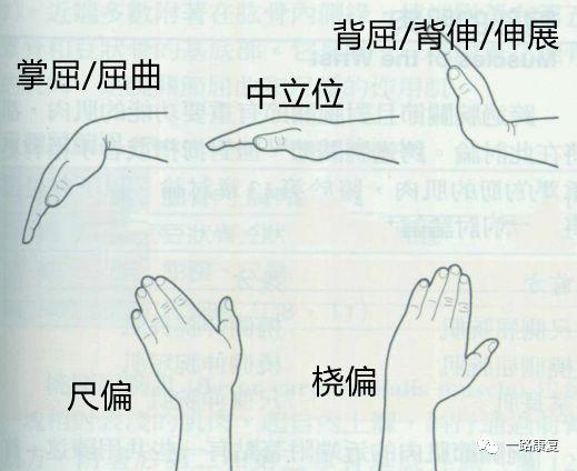 知识角 | 上肢各关节运动大全|握力|抓握|外展|腕关节