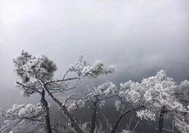 泰顺白云尖雪景!太美了!|温州|景宁|泰顺县|浙南_网易