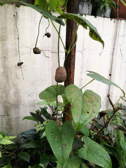 这是什么植物,藤蔓,像农村的火苕