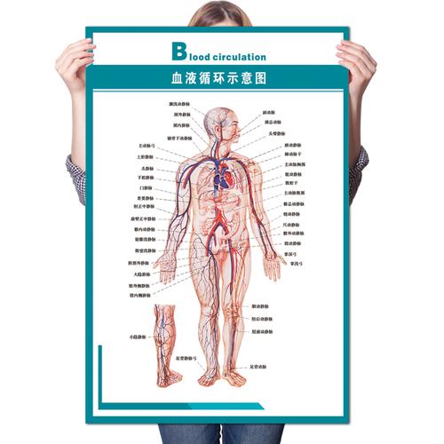 人体血液循环示意图 肌肉骨骼神经血管解剖海报医院