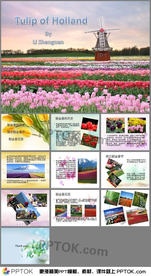 荷兰郁金香英语ppt
